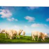 Vache pré Tableau Décoration Boucherie – Vaches en Prairie