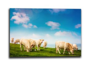 Vache pré Tableau Décoration Boucherie – Vaches en Prairie