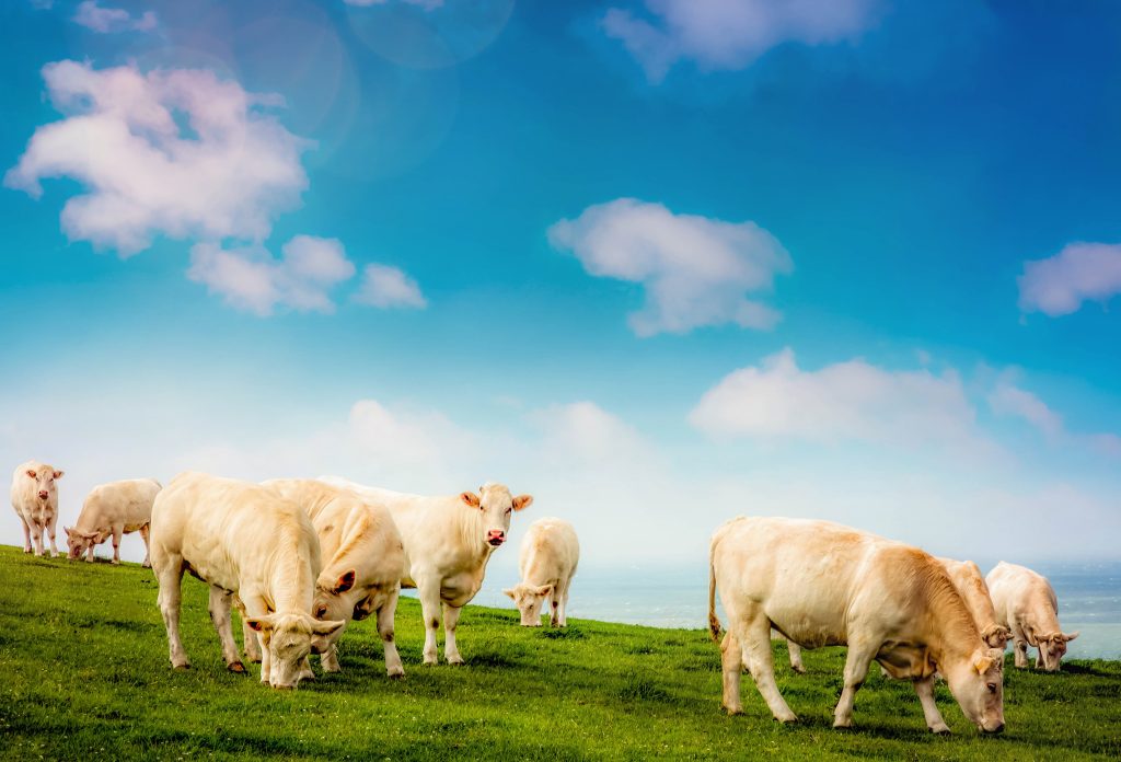 vache charolaise en pature min